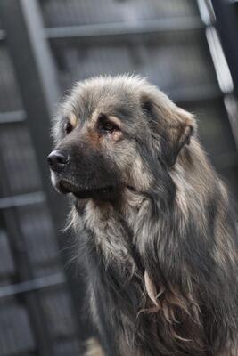 Nero, Mischling - Rüde