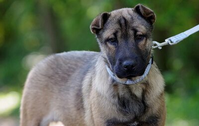 Nero, SharPei-Mischling Welpen - Rüde