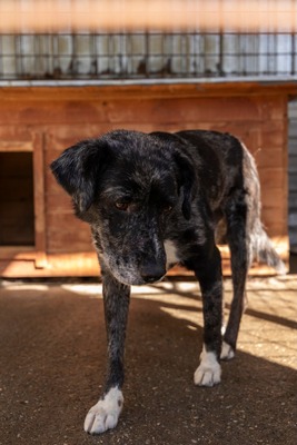 🐾 Nero – ein sanfter Gefährte auf der Suche nach Sicherheit und Liebe 🤎, Mischling - Rüde