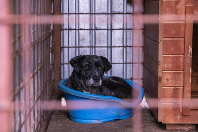 🐾 Nero – ein sanfter Gefährte auf der Suche nach Sicherheit und Liebe 🤎, Mischling - Rüde