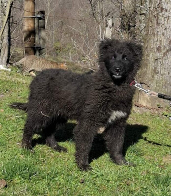 Nero wartet sehnsüchtig auf SIE, Mischling Welpen - Rüde