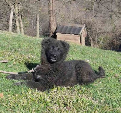 Nero wartet sehnsüchtig auf SIE, Mischling Welpen - Rüde
