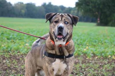 Neron Husky Mix sucht geduldiges Zuhause, Husky - Rüde