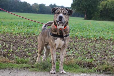 Neron Husky Mix sucht geduldiges Zuhause, Husky - Rüde