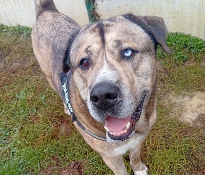 Neron Husky Mix sucht geduldiges Zuhause, Husky - Rüde