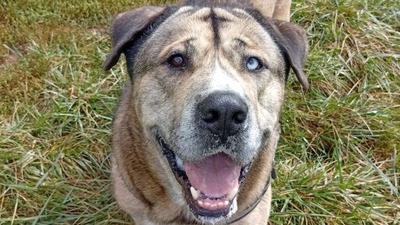 Neron Husky Mix sucht sein Zuhause, Siberian Husky Mix - Rüde