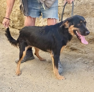 Neska, Mix - Hündin