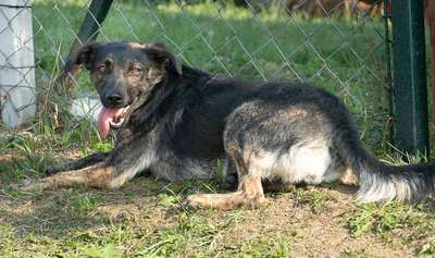 Nessie - bewegungsfreudig, verschmust, anhänglich, verspielt, Mischling (Video-Link vorhanden) - Hündin
