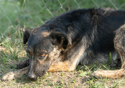 Nessie - bewegungsfreudig, verschmust, anhänglich, verspielt, Mischling (Video auf HP) - Hündin