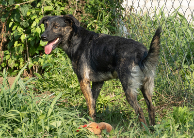 Nessie - bewegungsfreudig, verschmust, anhänglich, verspielt, Mischling (Video auf HP) - Hündin