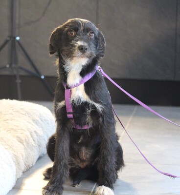 Netta, Mischling Welpen - Hündin