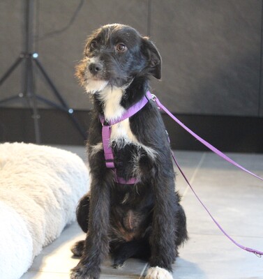 Netta, Mischling Welpen - Hündin