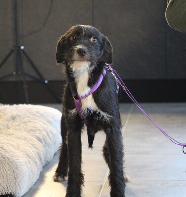 Netta, Mischling Welpen - Hündin