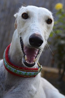 Neva,, Galgo Español - Hündin