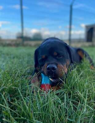 Newton hübscher Rottweiler Rüde sucht ein Zuhause, Rottweiler - Rüde 1