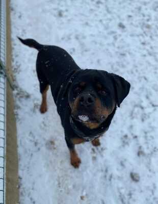 Newton hübscher Rottweiler Rüde sucht ein Zuhause, Rottweiler - Rüde