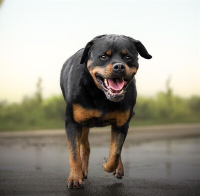 Newton hübscher Rottweiler Rüde sucht ein Zuhause, Rottweiler - Rüde