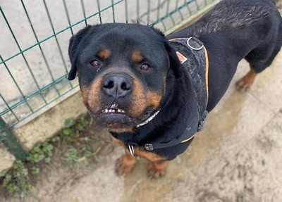 Newton hübscher Rottweiler Rüde sucht ein Zuhause, Rottweiler - Rüde