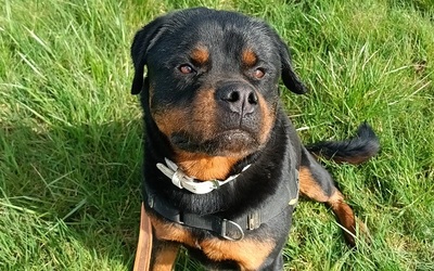 Newton hübscher Rottweiler Rüde sucht ein Zuhause, Rottweiler - Rüde