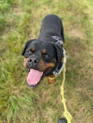 Newton hübscher Rottweiler Rüde sucht ein Zuhause, Rottweiler - Rüde