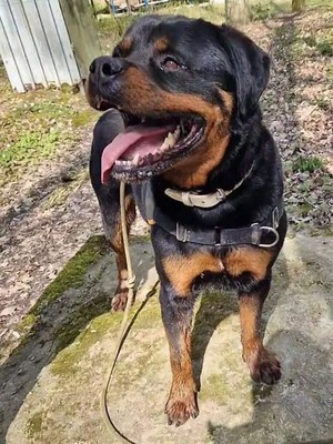 Newton hübscher Rottweiler Rüde sucht ein Zuhause, Rottweiler - Rüde