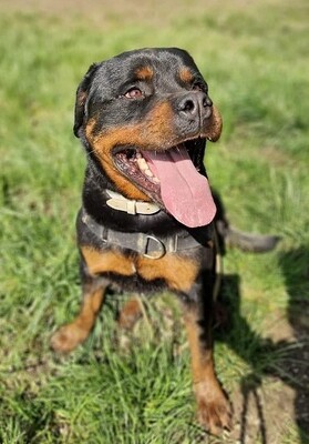 Newton hübscher Rottweiler Rüde sucht ein Zuhause, Rottweiler - Rüde