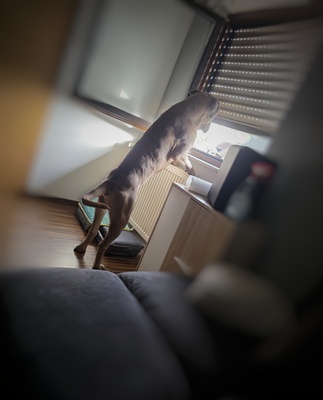 Neyo, Cane Corso Mix - Rüde