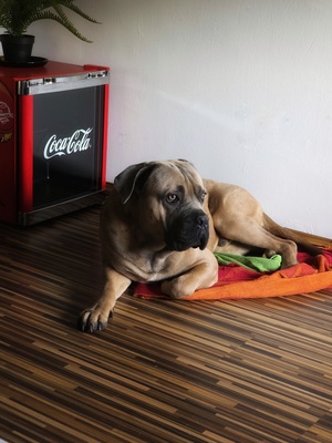 Neyo, Cane Corso Mix - Rüde