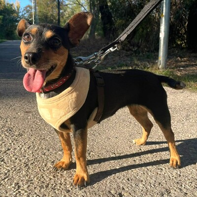 💥Nia Zwergpinscher Mischling ist eine freundliche Hündin mit einem wunderbaren Charakter💥