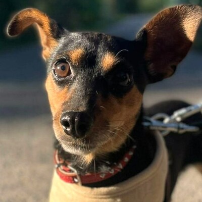💥Nia Zwergpinscher Mischling ist eine freundliche Hündin mit einem wunderbaren Charakter💥, Zwergpinscher Mischling - Hündin
