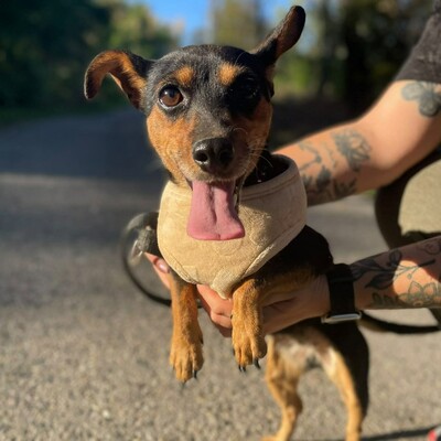 💥Nia Zwergpinscher Mischling ist eine freundliche Hündin mit einem wunderbaren Charakter💥, Zwergpinscher Mischling - Hündin