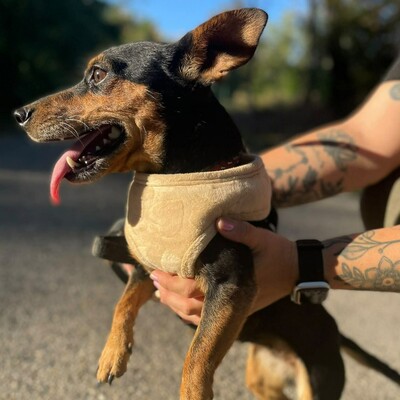 💥Nia Zwergpinscher Mischling ist eine freundliche Hündin mit einem wunderbaren Charakter💥, Zwergpinscher Mischling - Hündin