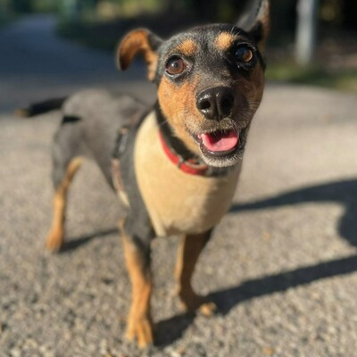 💥Nia Zwergpinscher Mischling ist eine freundliche Hündin mit einem wunderbaren Charakter💥, Zwergpinscher Mischling - Hündin
