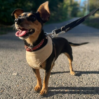 💥Nia Zwergpinscher Mischling ist eine freundliche Hündin mit einem wunderbaren Charakter💥, Zwergpinscher Mischling - Hündin