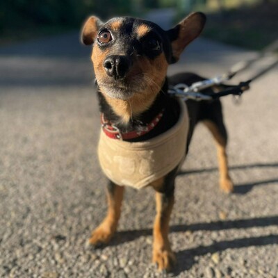 💥Nia Zwergpinscher Mischling ist eine freundliche Hündin mit einem wunderbaren Charakter💥, Zwergpinscher Mischling - Hündin