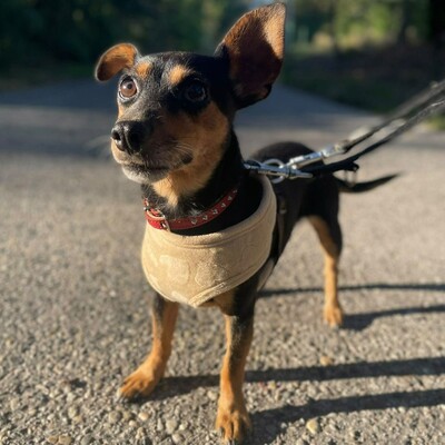 💥Nia Zwergpinscher Mischling ist eine freundliche Hündin mit einem wunderbaren Charakter💥, Zwergpinscher Mischling - Hündin
