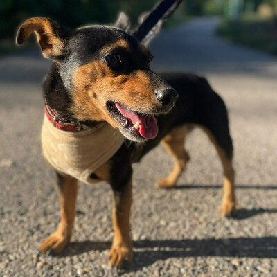 💥Nia Zwergpinscher Mischling ist eine freundliche Hündin mit einem wunderbaren Charakter💥, Zwergpinscher Mischling - Hündin