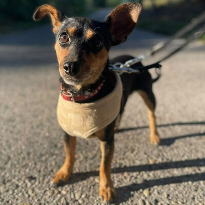 💥Nia Zwergpinscher Mischling ist eine freundliche Hündin mit einem wunderbaren Charakter💥, Zwergpinscher Mischling - Hündin