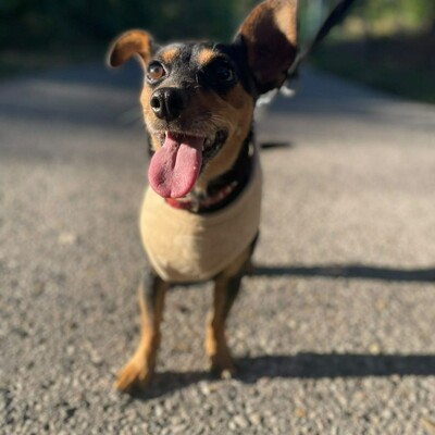 💥Nia Zwergpinscher Mischling ist eine freundliche Hündin mit einem wunderbaren Charakter💥, Zwergpinscher Mischling - Hündin