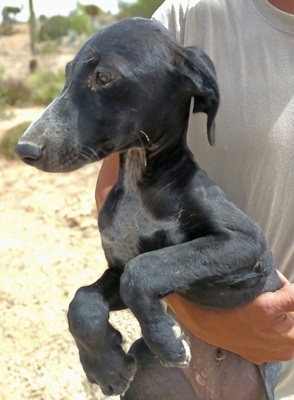 Niall, Galgo Espanol Welpen - Rüde