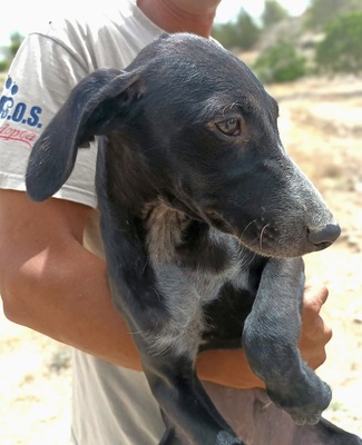 Niall, Galgo Espanol Welpen - Rüde