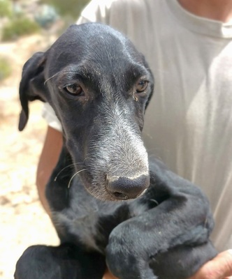 Niall, Galgo Espanol Welpen - Rüde