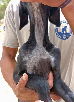 Niall, Galgo Espanol Welpen - Rüde