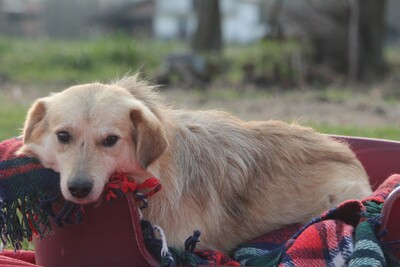 Niall, Mischling - Rüde