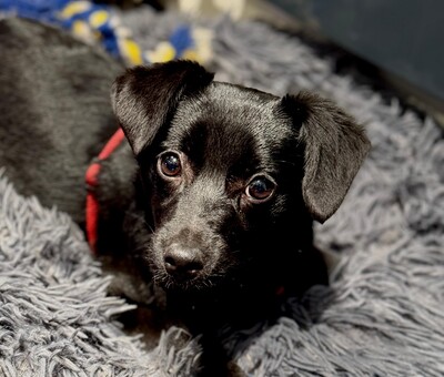 Nica, Mischling Welpen - Hündin