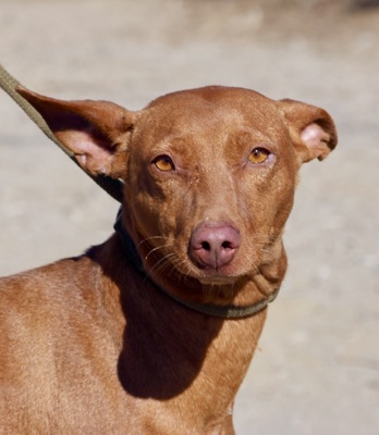 Nice, Podenco Andaluz - Hündin