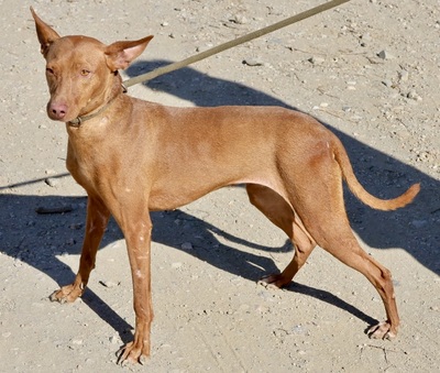 Nice, Podenco Andaluz - Hündin