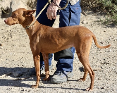 Nice, Podenco Andaluz - Hündin