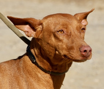 Nice, Podenco Andaluz - Hündin