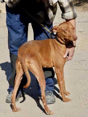 Nice, Podenco Andaluz - Hündin